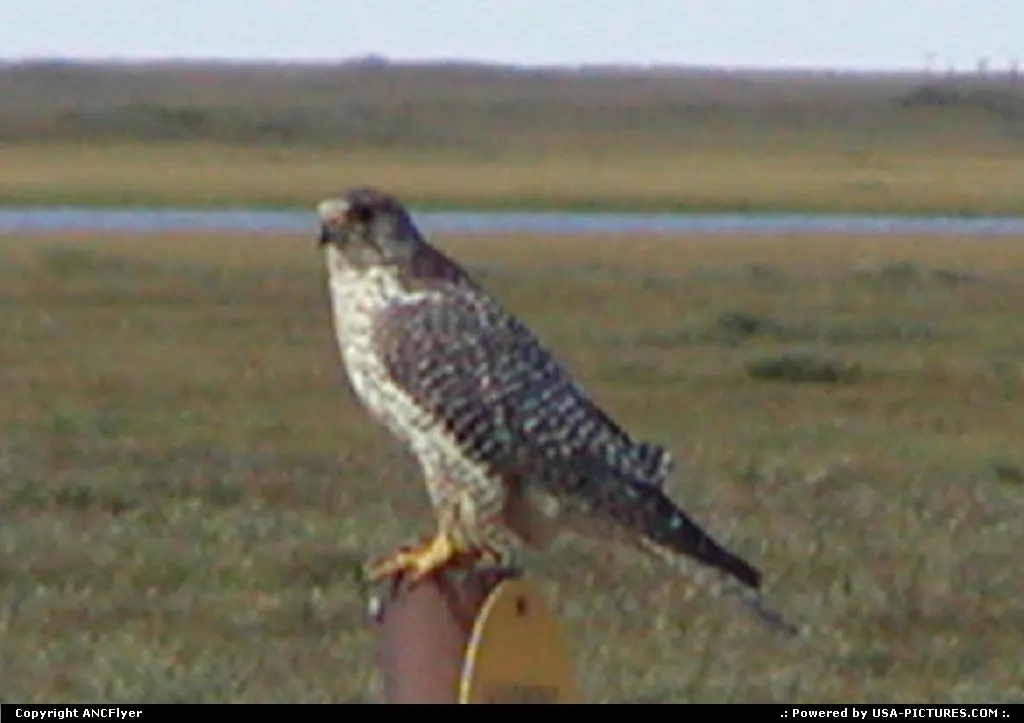 A Falcon on a sign post in Alaska.