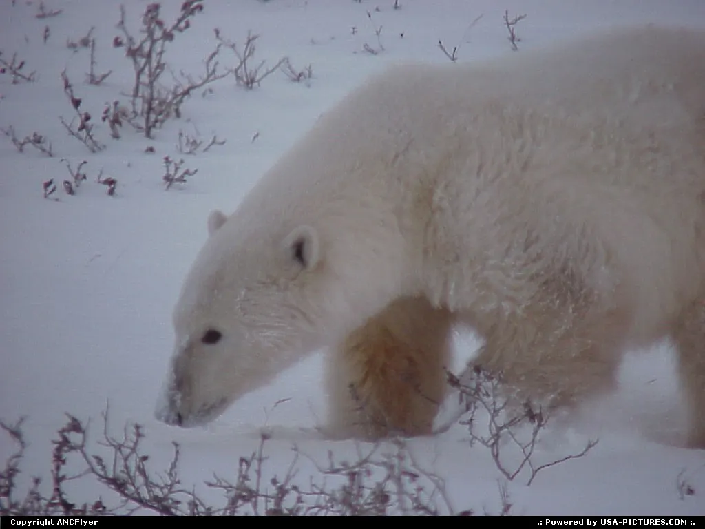 Another closer shot of the lost Polar Bear