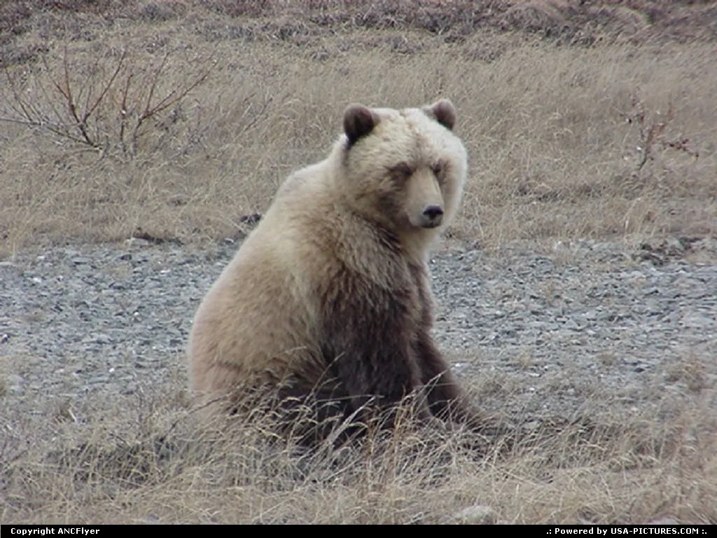 Taking a break after lunch in Alaska.