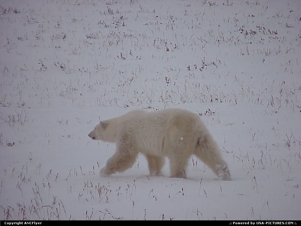 Wayward Polar Bear taken 100 miles south of the Arctic Ocean.