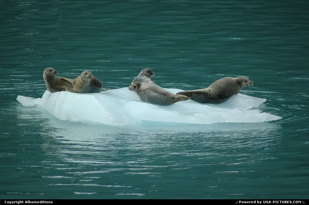 Wildlife in Prince William Sound, Alaska. For multimedia slideshow: www.album-editions.nl