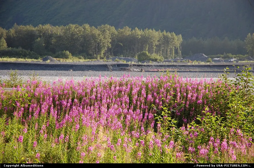The flowering season in Alaska is relatively short, but it brings a wide range of brigh...