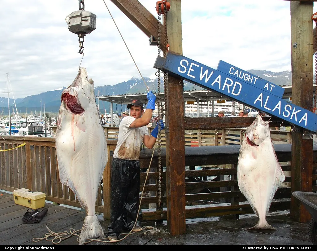 A good day's catch in Seward, Alaska. For webgalleries Alaska: www.alaska-editions.nl