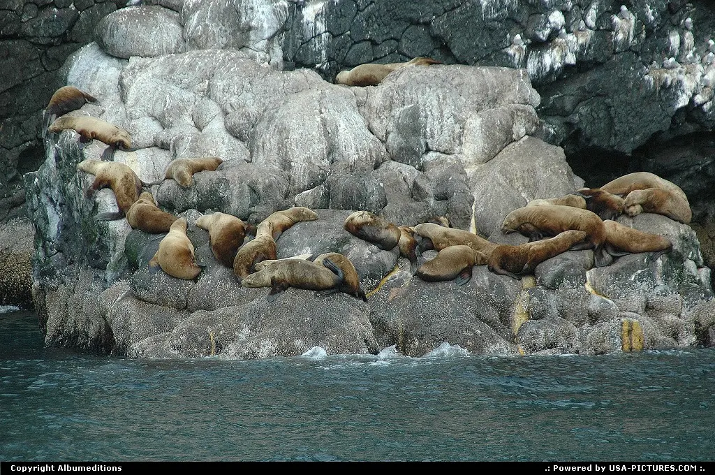 Steller sealions resting in the sun.