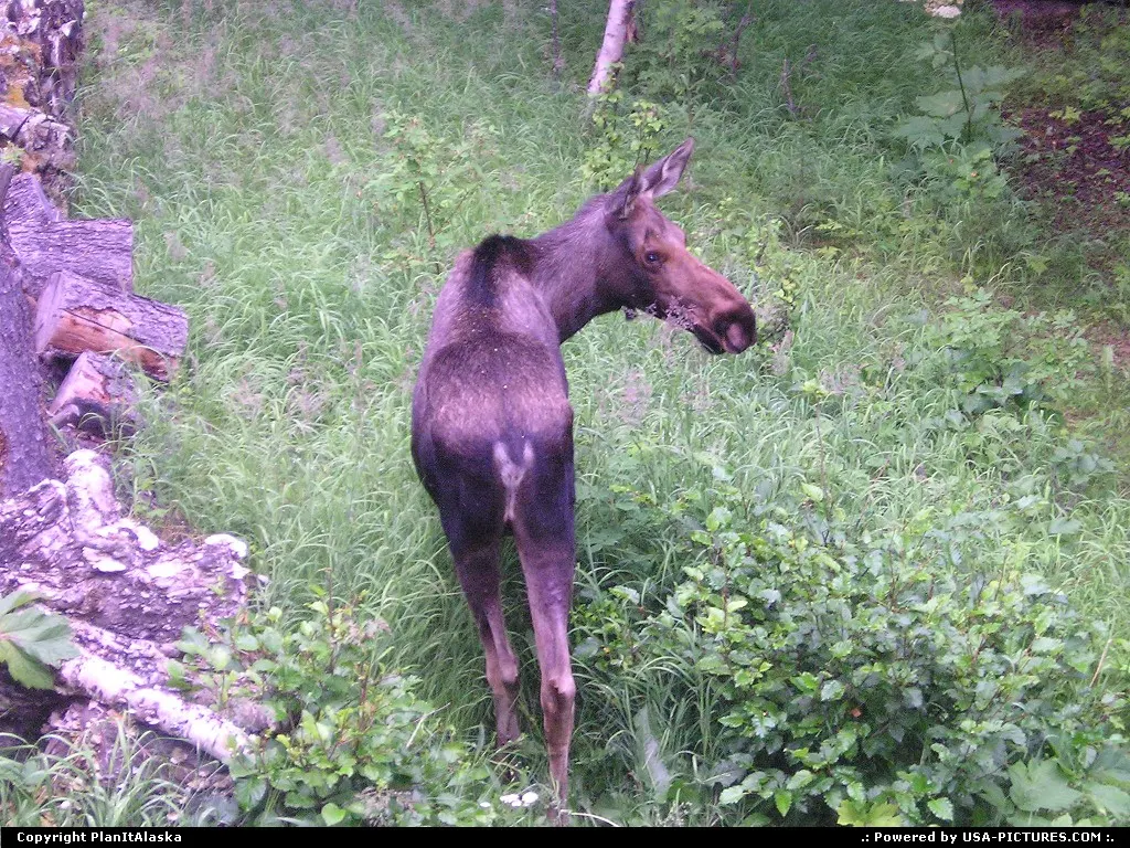 Young moose