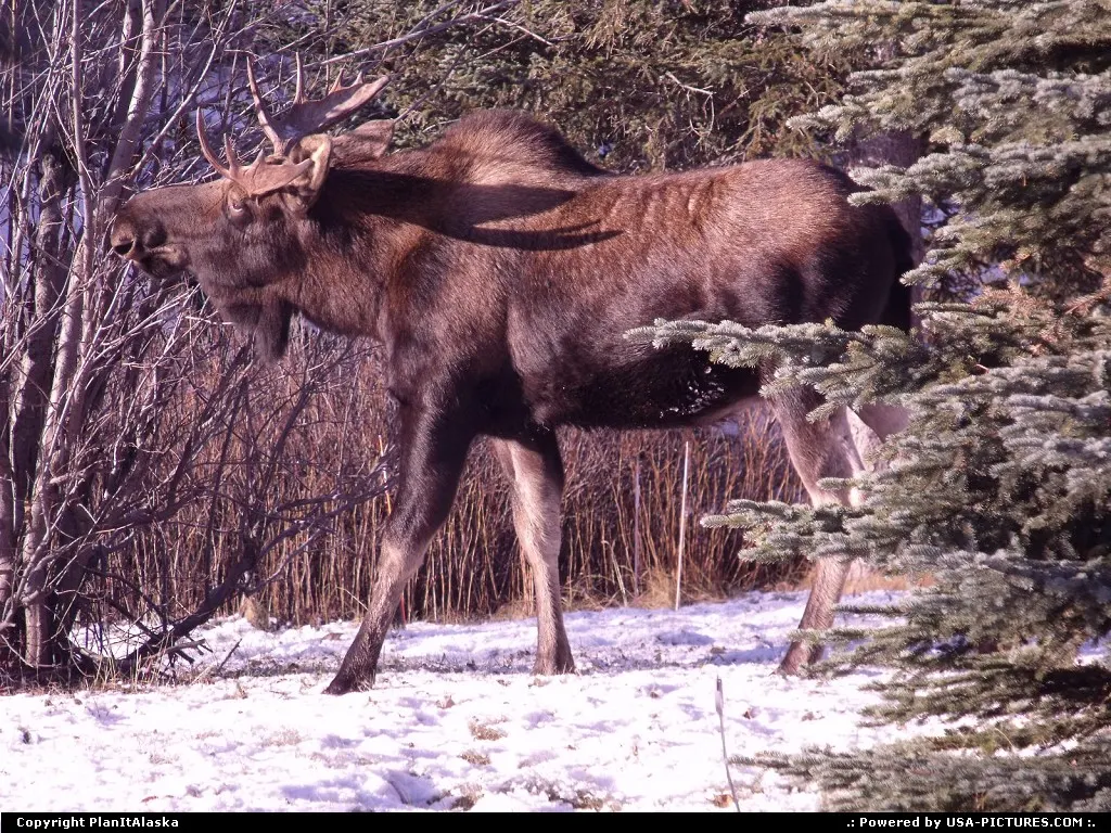 Time for some twigs, Alaska moose.