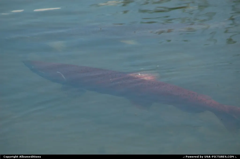 Reaching the end of his journey of many thousands of miles, this five year old red (soc...