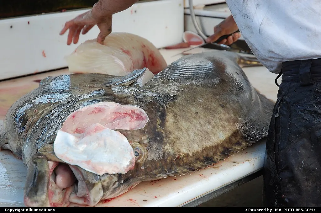 The catch of the day is prepared to ship home.
