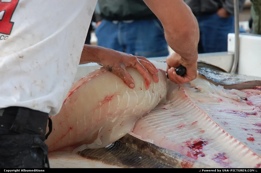 The catch of the day is prepared to ship home.