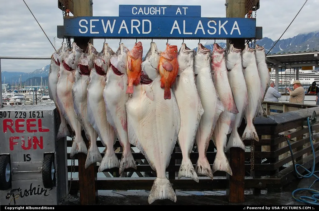 Fresh catch of halibut and other fish displayed on the dock at Seward harbor.