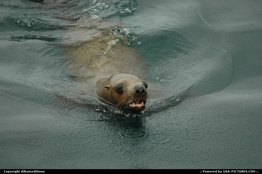 The seas around Alaska, rich in plankton and fish, support marine mammals, such as sea-...
