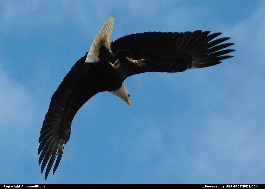 Bals eagles are found in their greatest numbers in Alaska.