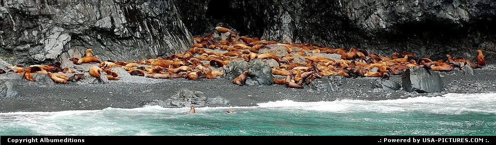 Sea lions eat during the night and sunning and resting during the day.