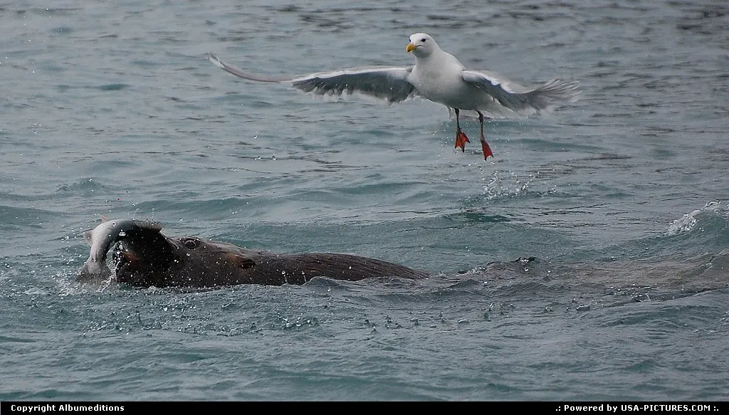 The catch of the day of this sea lion is also watched by a hungry seagull.