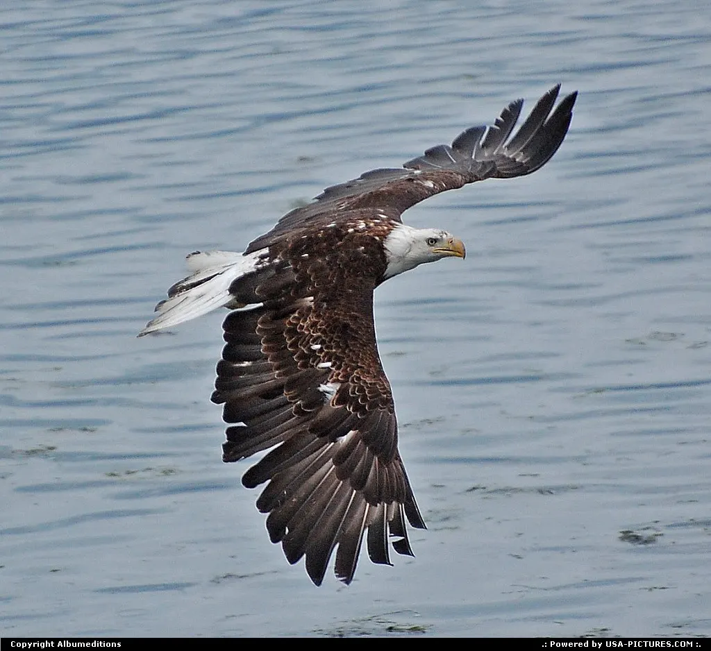 All feathers and fury, a bald eagle flies through the Alaskan sky.