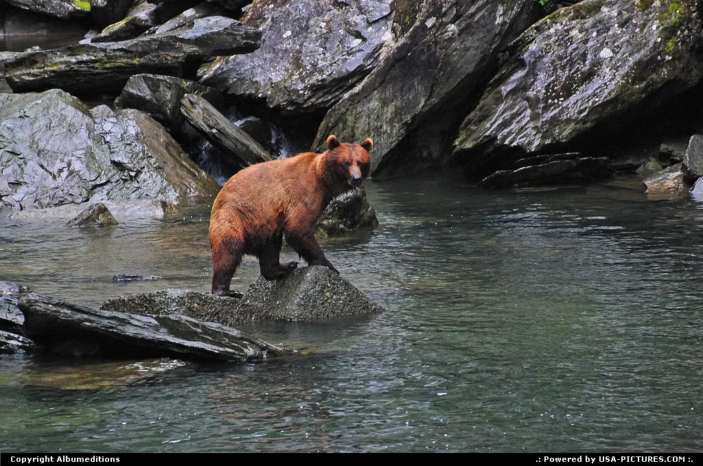 Every summer bears come down to the rivers to gorging on salmon.