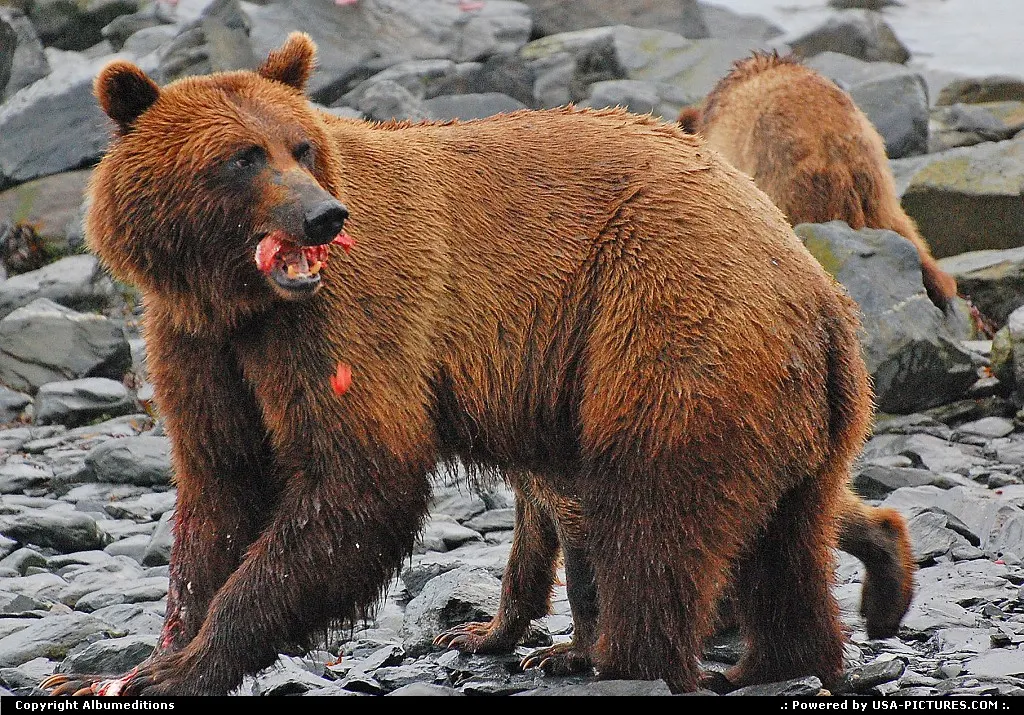 Sharp claws and theeth help a bear catch and devours a salmon at Solomon Gulch, near Va...