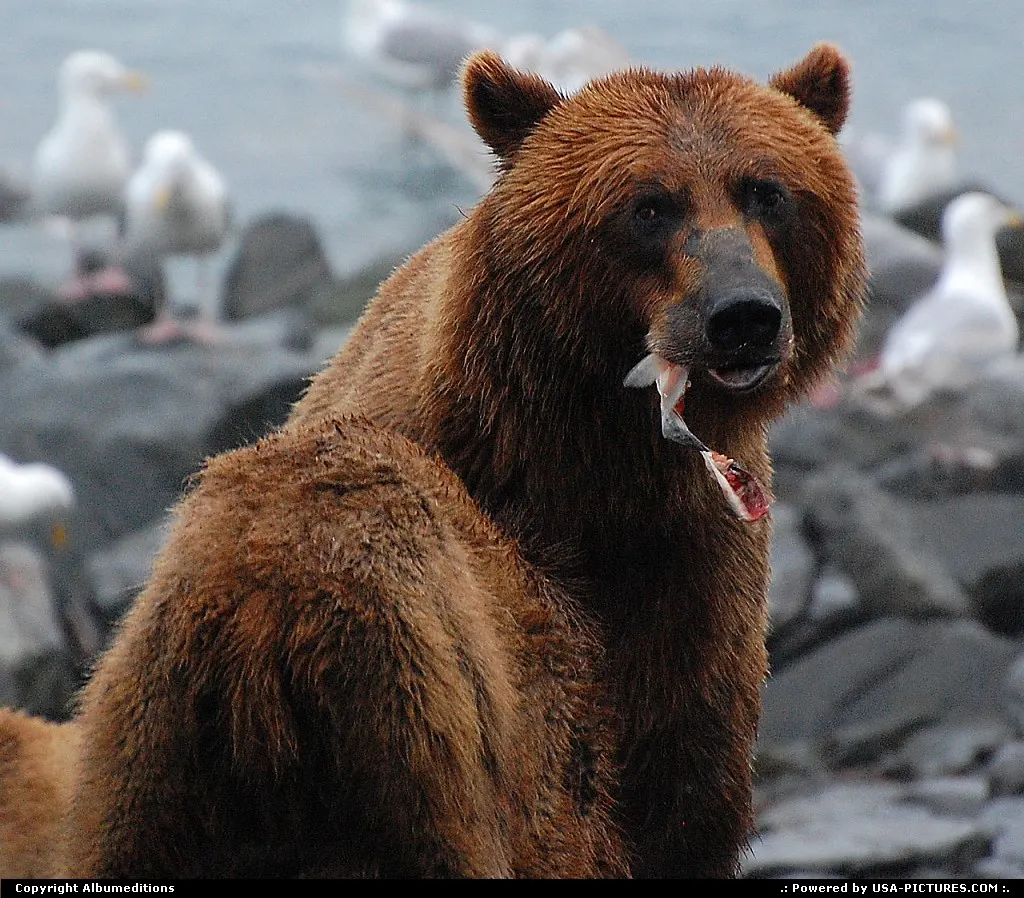 Not in a City Alaska Alaska, Wildlife, Bears