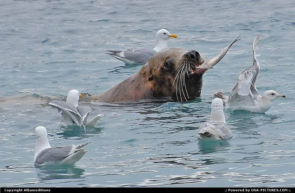 12) The catch of the day of this sea lion is also watched by a group of hungry seagulls.