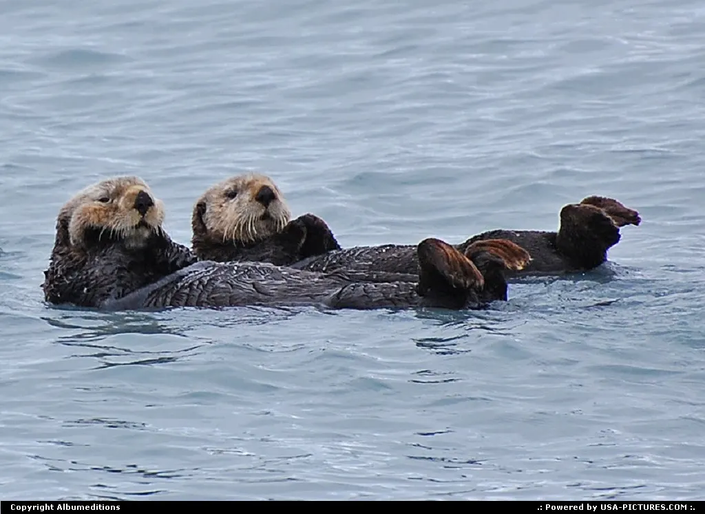 Not in a City Alaska Alaska, Wildlife,