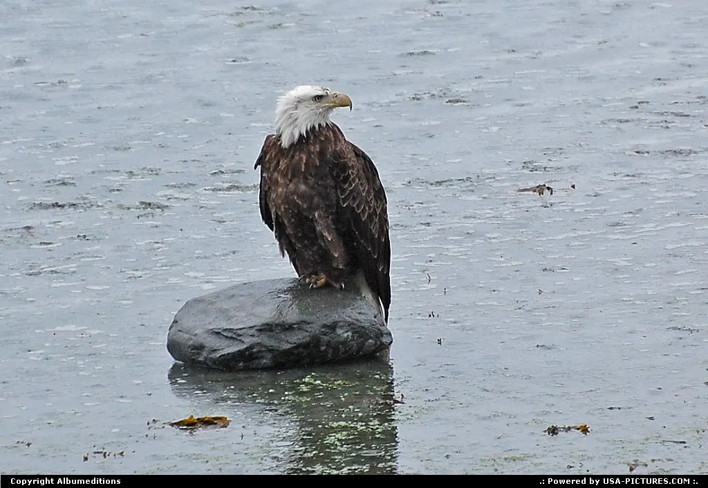 Not in a City Alaska Alaska, Wildlife