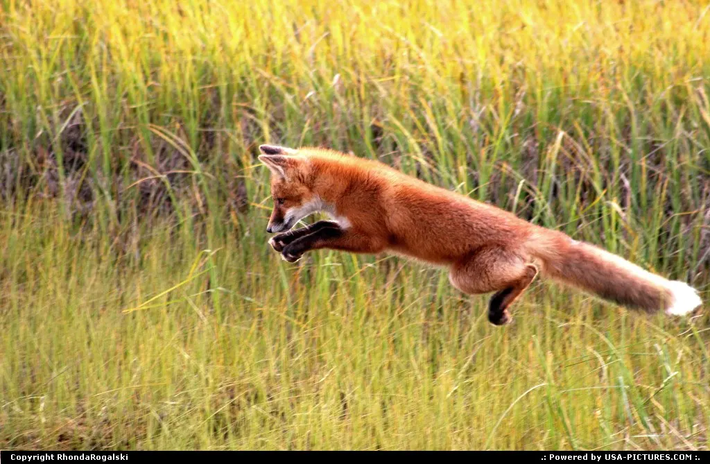 A red fox kit practicing his hunting skills in Prudhoe Bay, Alaska.