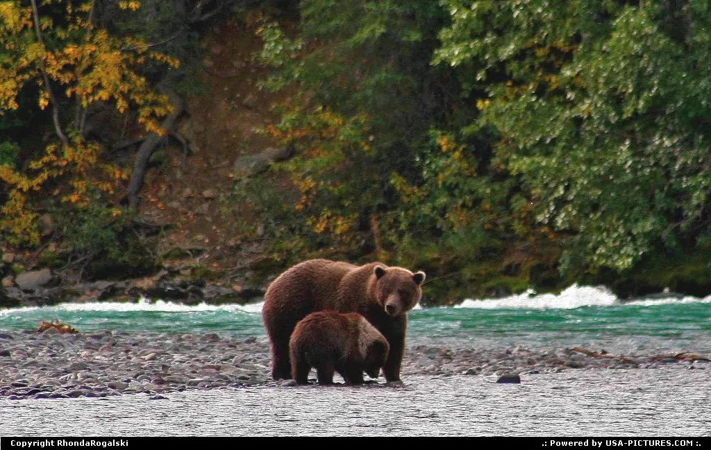 Grizzly sow and cub on the Kenai River in Cooper Landing, Alaska.