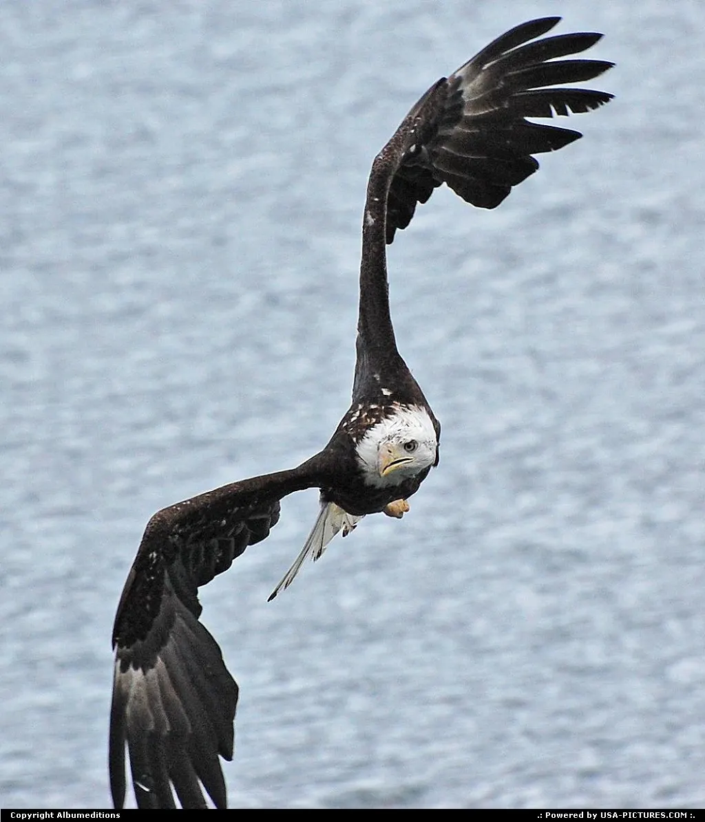 Valdez Alaska Alaska, Wildlife