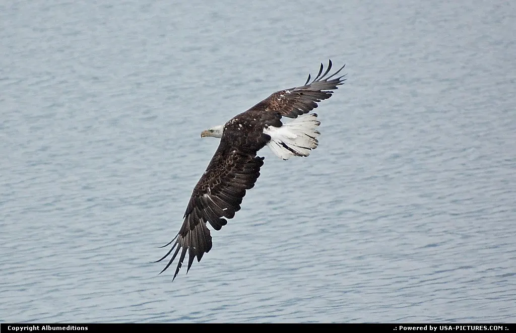 The American Bald Eagle, here watched in the waters of Prince William Sound, is the sym...