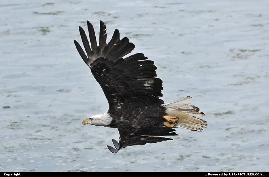 Not in a City Alaska Alaska Wildlife Baldeagle Nature