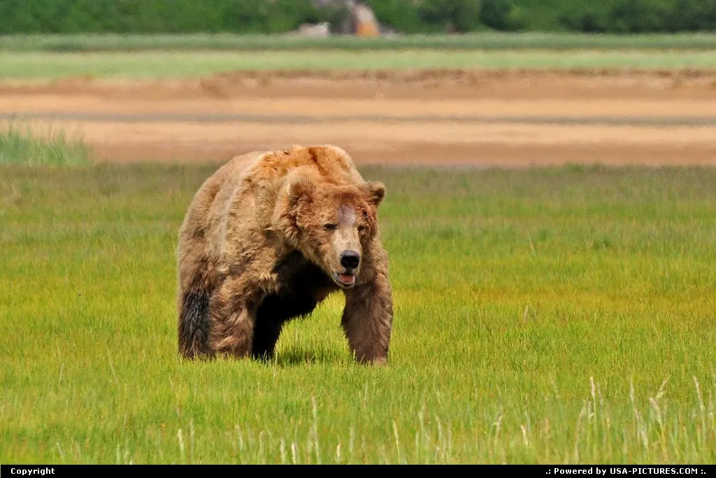 Alaska Katmai Alaska, bear, bears