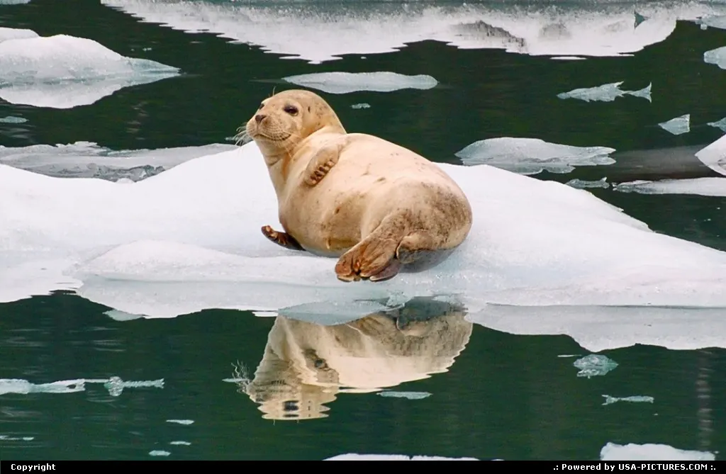 To encounter marine mammals, like seals, in their natural habitat is always a matter of...