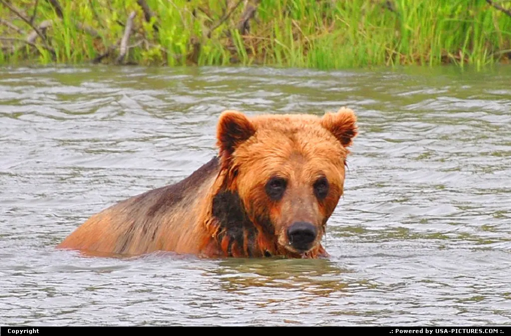 A trip deep into bear country is definitely a rewarding and memorable Alaska experience.