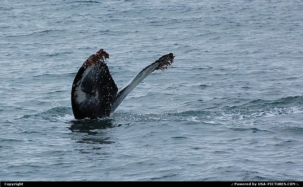 Humpback whale diving in Prince William Sound, Alaska.