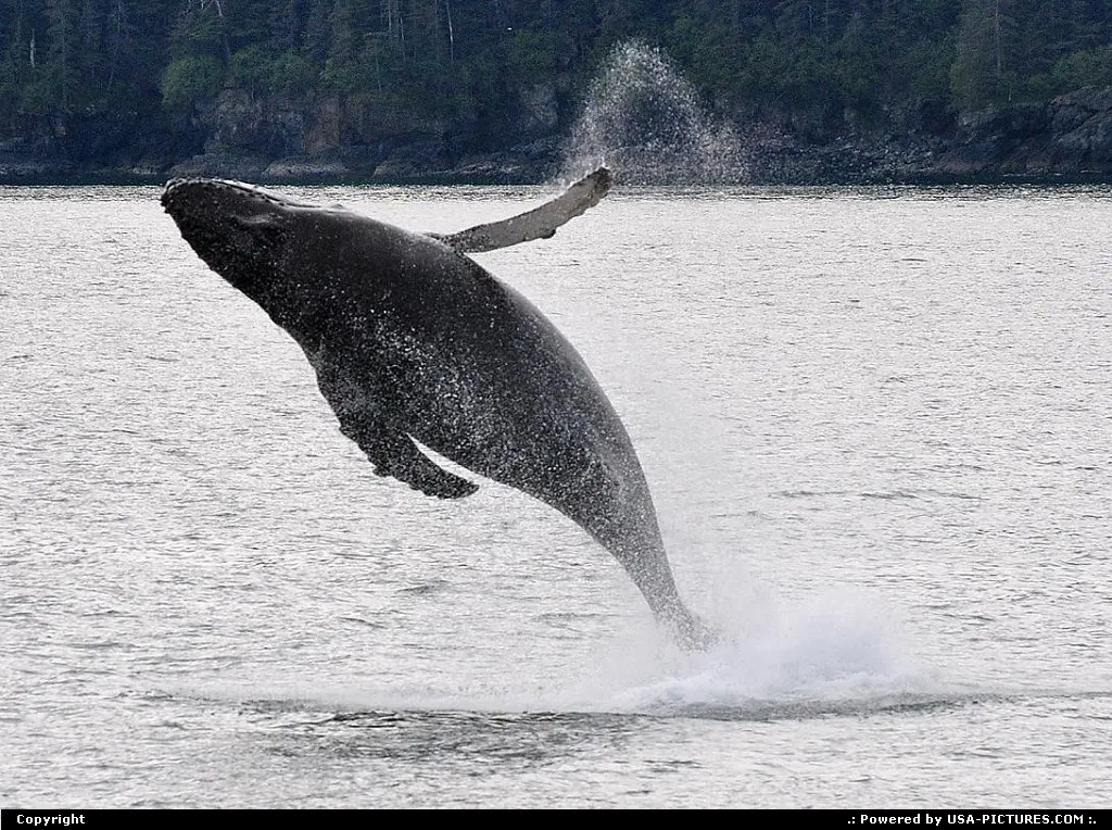 Not in a City Alaska Alaska, Wildlife
