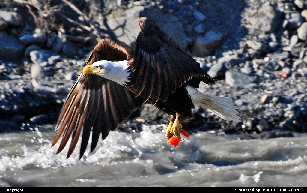 Not in a City Alaska Alaska, Wildlife