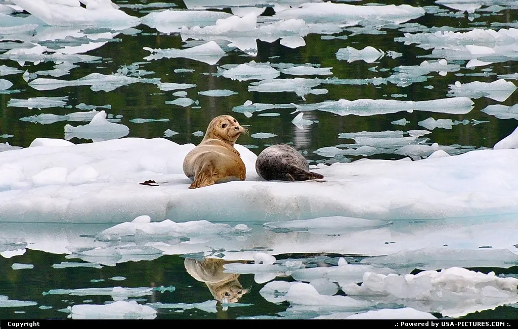 Not in a City Alaska Alaska, Wildlife