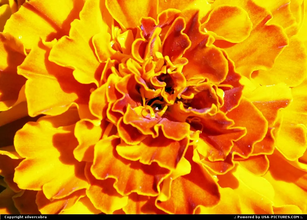 Fire Flower.