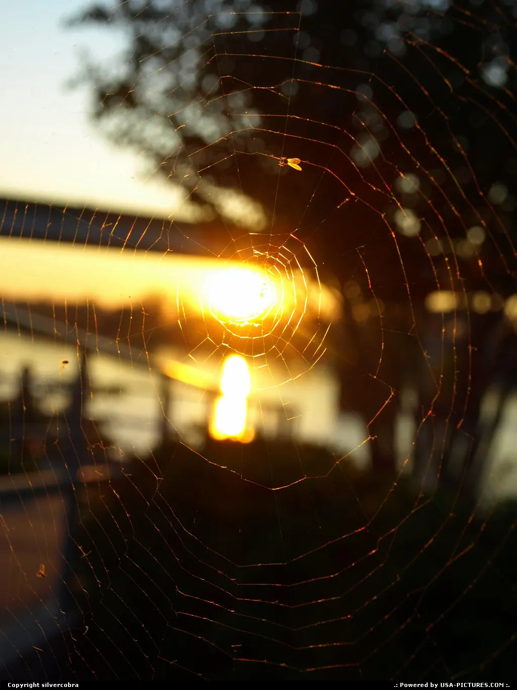 Webbed Sunset