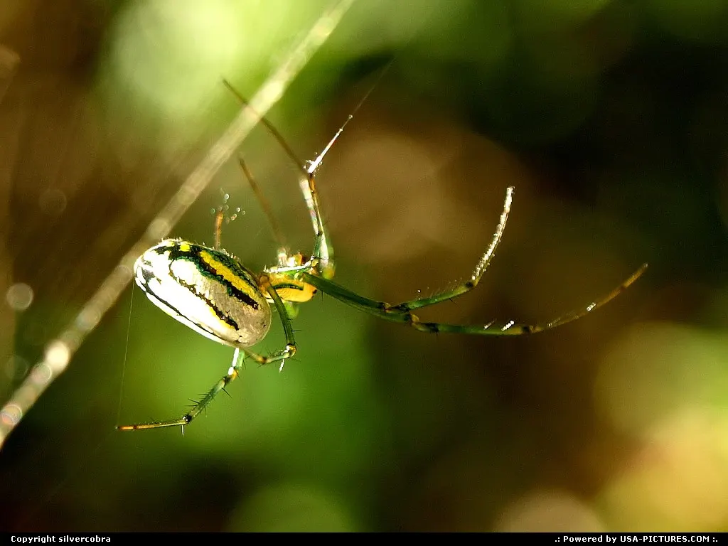 Spider on web.