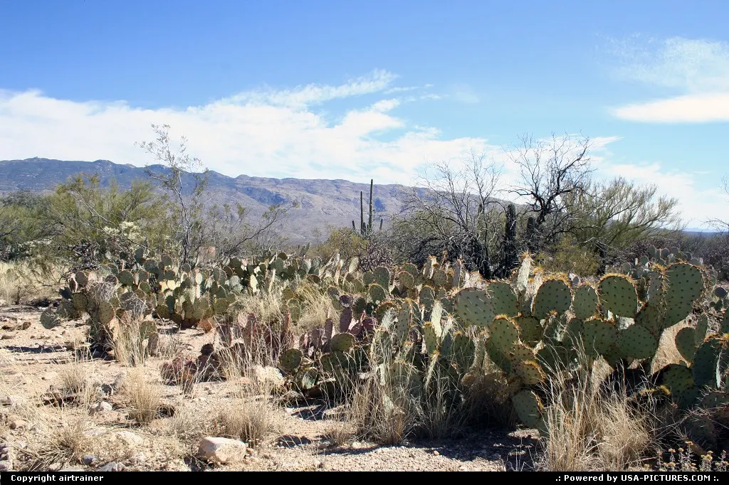Cactus in front of the Santa Catalina Mountains, near Tucson
