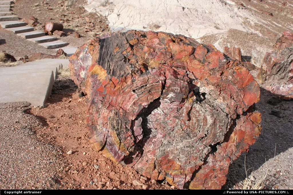 Petrified wood at the Petrified Forest NP, thousands and thousands years of Mother Natu...