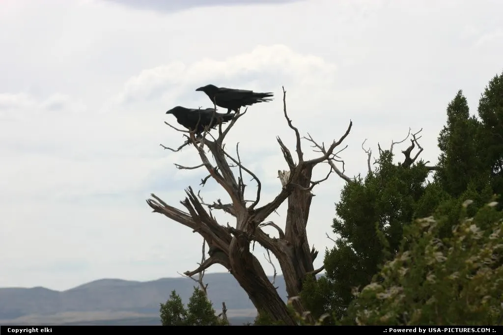 Ravens looking at the canyon, as tourists do !!