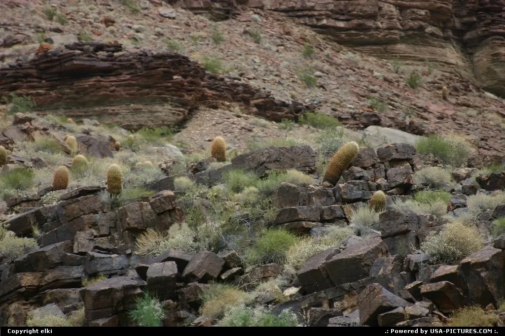 Cactus in the grand canyon