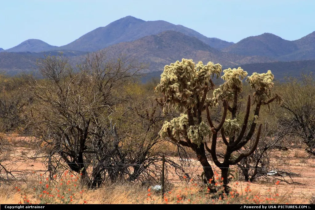 Joshua tree, near Tucson.