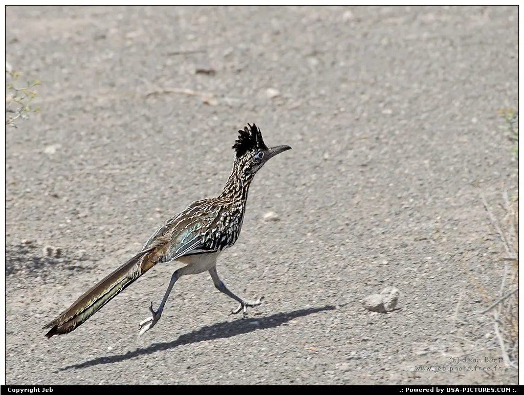 Road runner
