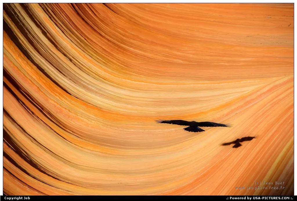 The wave