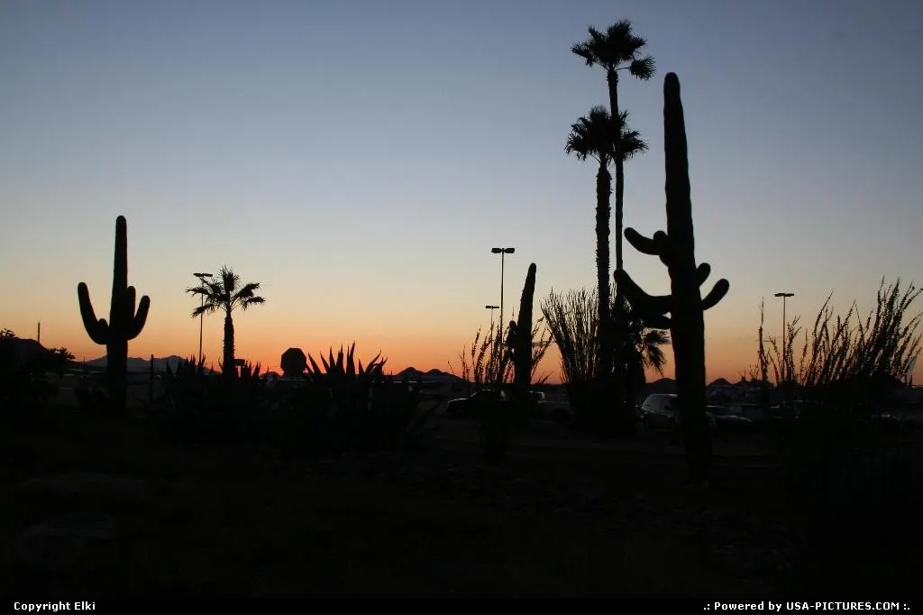 Cactus and Sunset in Tucson