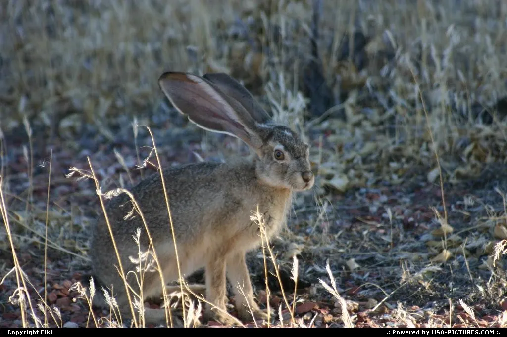 Funny rabbit