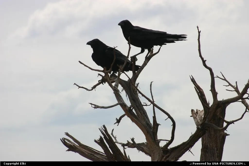 Ravens, enjoying the view
